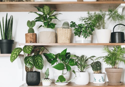 Affordable Air Filtering and Purifying Plants That Is Best for Your Home
